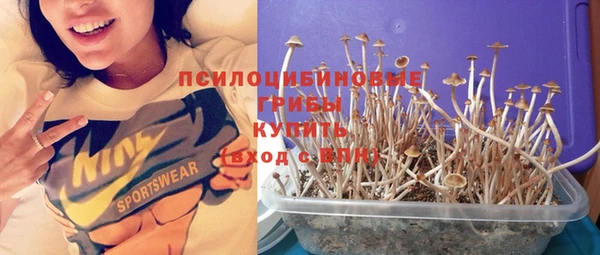 стаф Аркадак